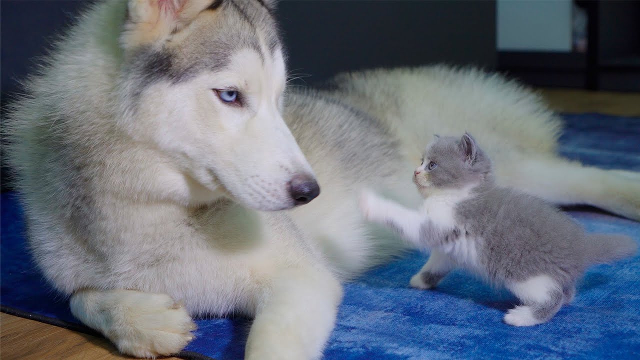 Fearless Kitten Attacks Gentle Husky in Their Very First Encounter!