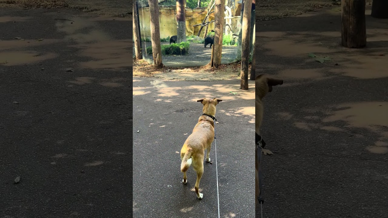 Je hond mee naar de dierentuin #hondengedrag #hondentraining #dierentuin