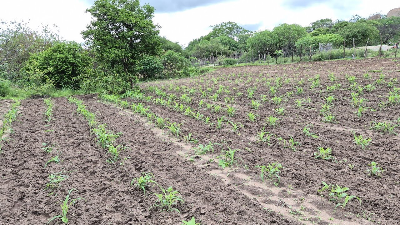 Cultivando roçado de milho e feijão na Clarinha Itapetim PE em 04-03-26