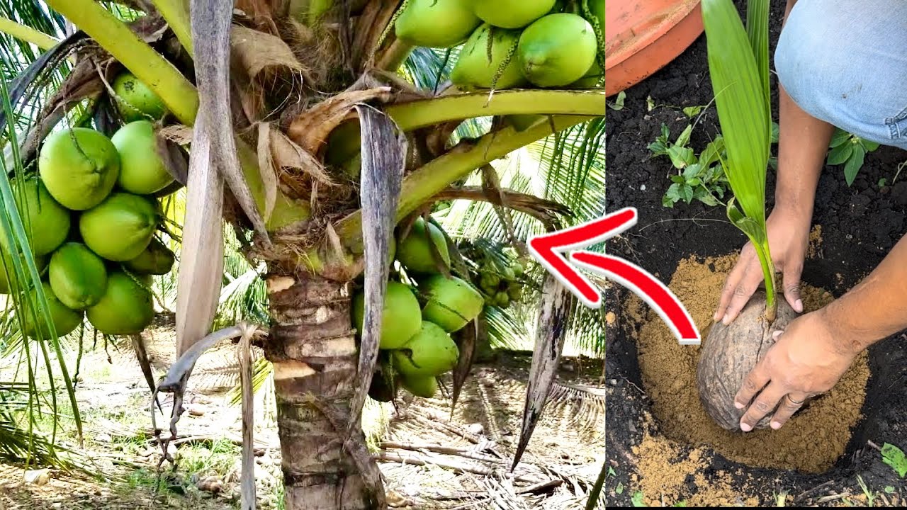 COMO SEMBRAR COCOS Y QUE SEAN ENANOS