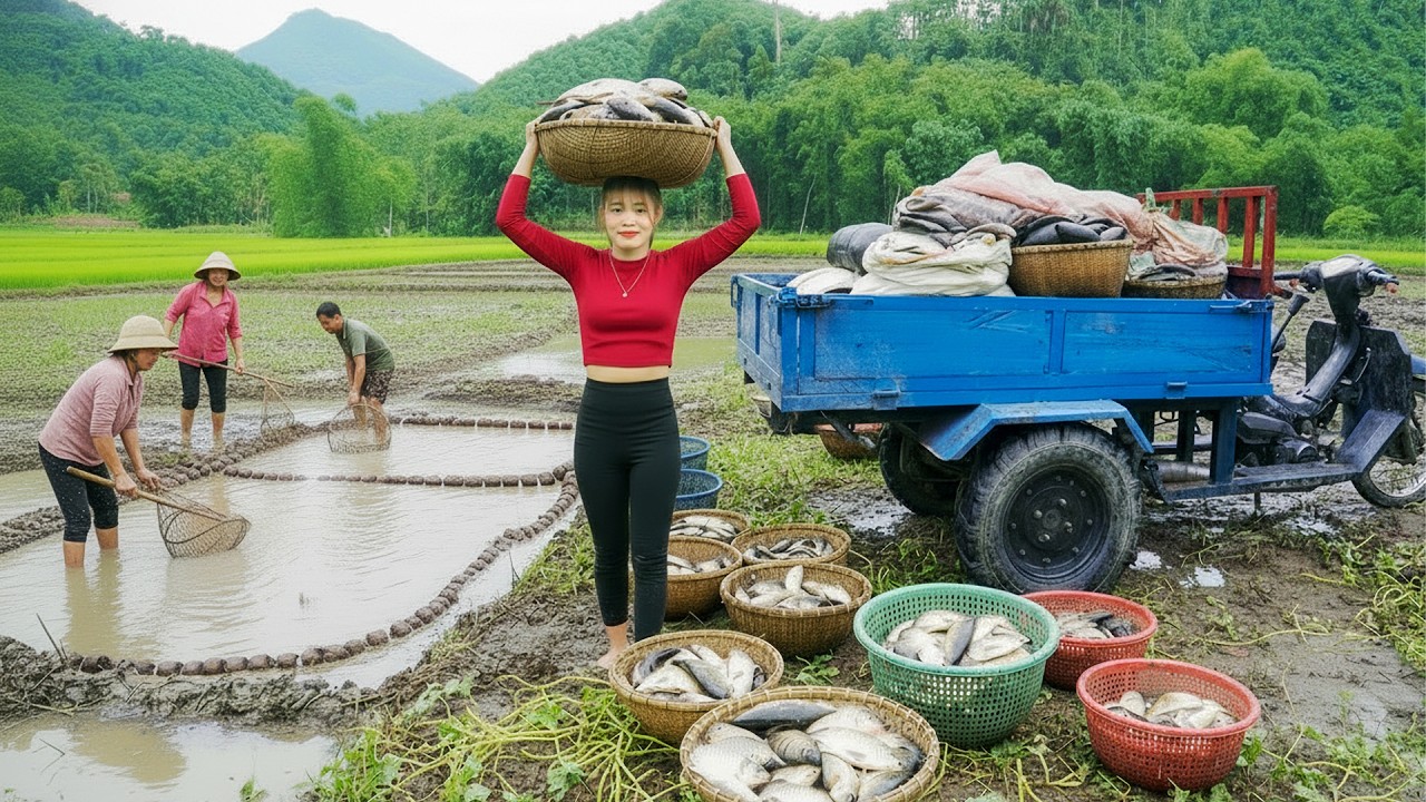 Caught Fish With Different Traps: Harvest Many Big Fish to Market Sell