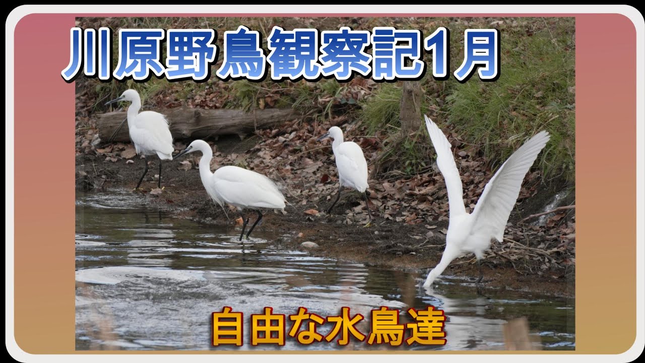 自由な水鳥たち【２０２５年１月川原野鳥観察記】