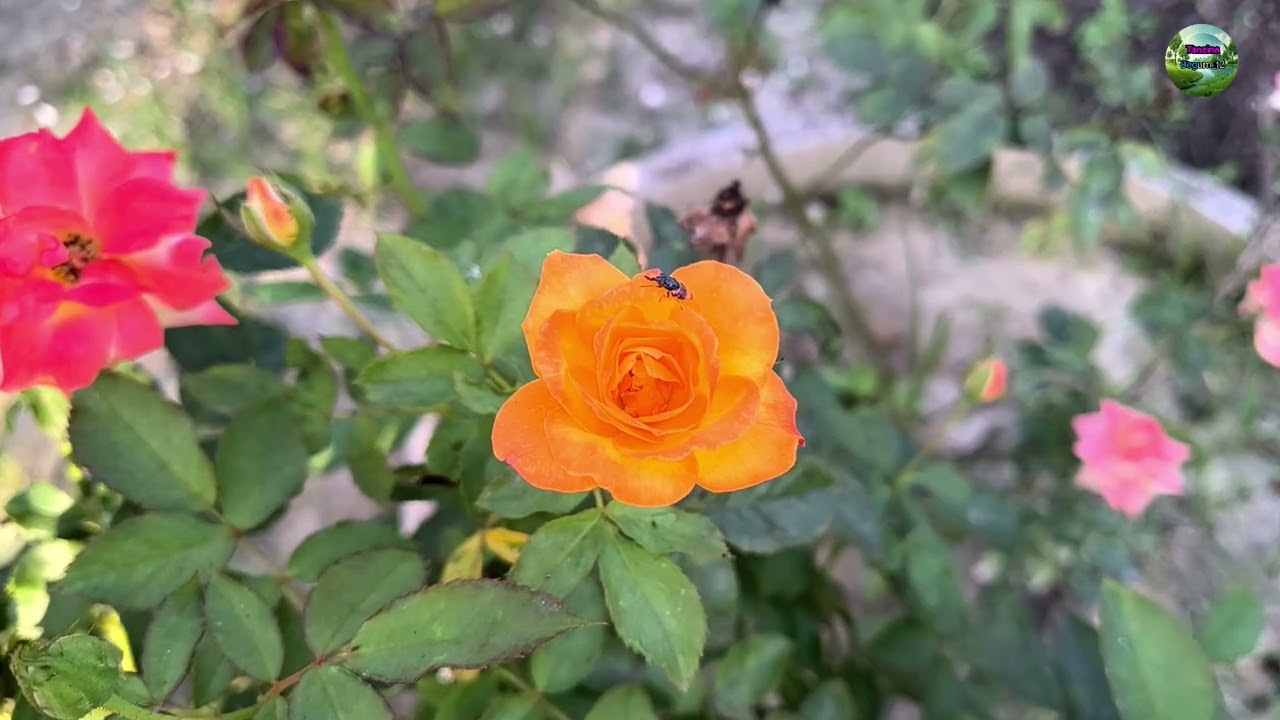 km 20251212 1 1080p 30f 20251212 212936