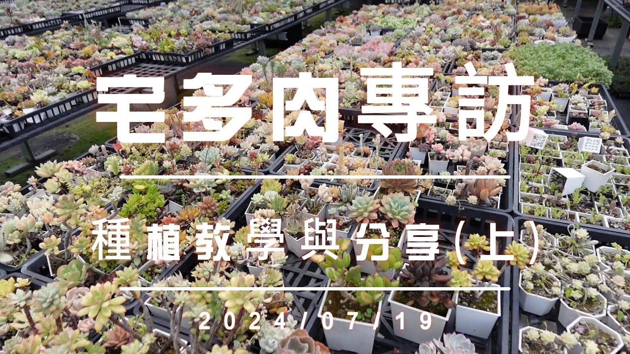 2024宅多肉專訪種植教學與分享(上) 【 MC多肉園 】MC Succulent plant Vlog