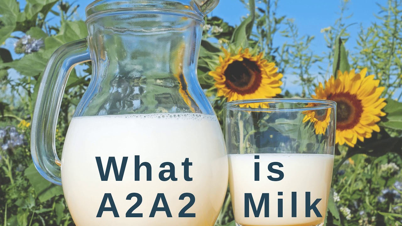 What is A2A2 Milk