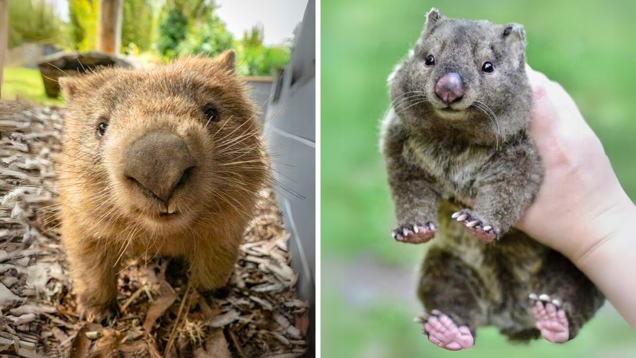 Wombat 🐨 Their Butts are a LITERAL Shield!