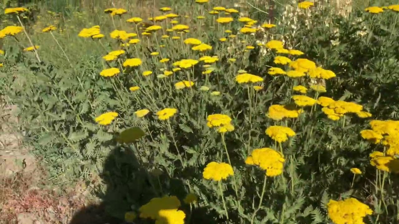 Civanper&ccedil;emi (Achillea filipendulina L.)