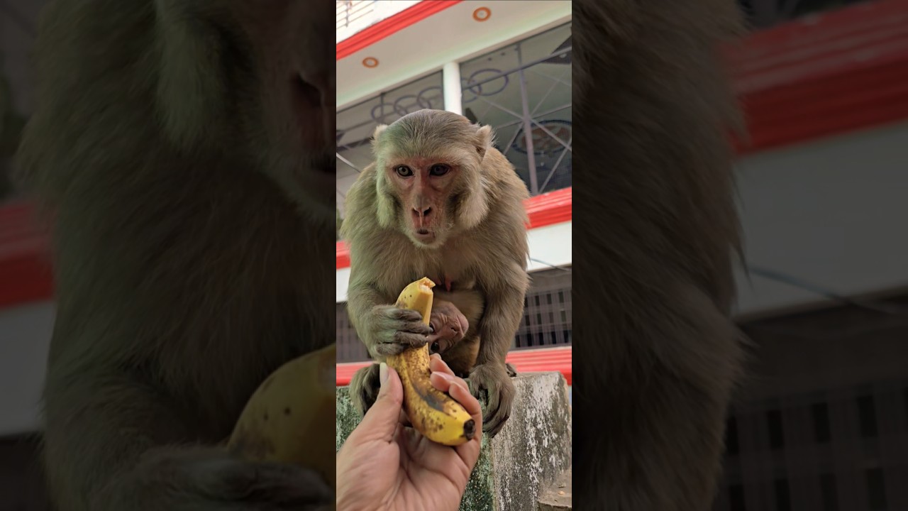 monkey eat banana #monkey #bandar #monkeyvideo