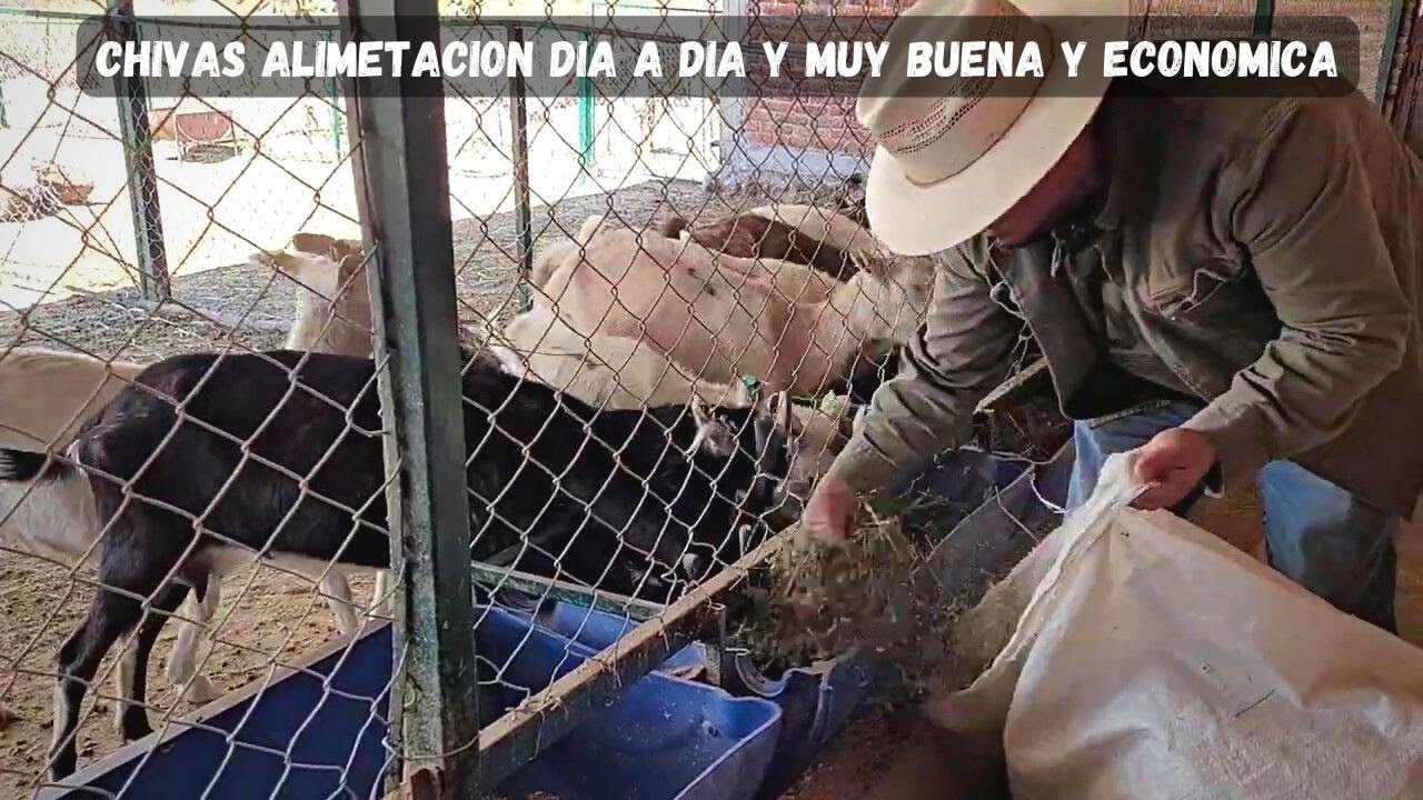 alimetacion diaria para las chivas o cabras