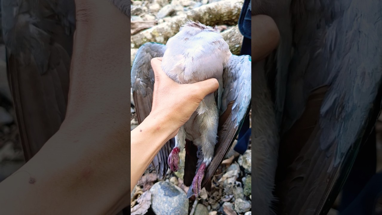 PERGAM JUMBO #shortvideo #birds #berburu #hunting