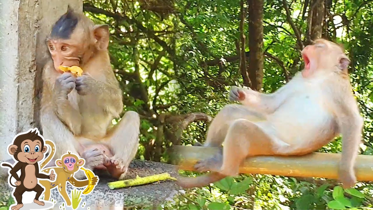 UNBELIEVEABLE! Wild Monkeys Can Play With Me | Beautiful Monkeys Wildlife
