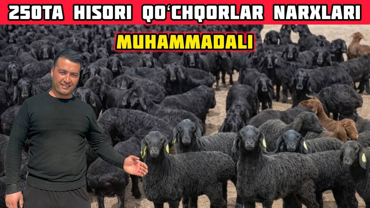 250ta Qoʻzi-Qoʻchqorlar Narxlari Arzon Boʻldi,Shoshiling Rekord 