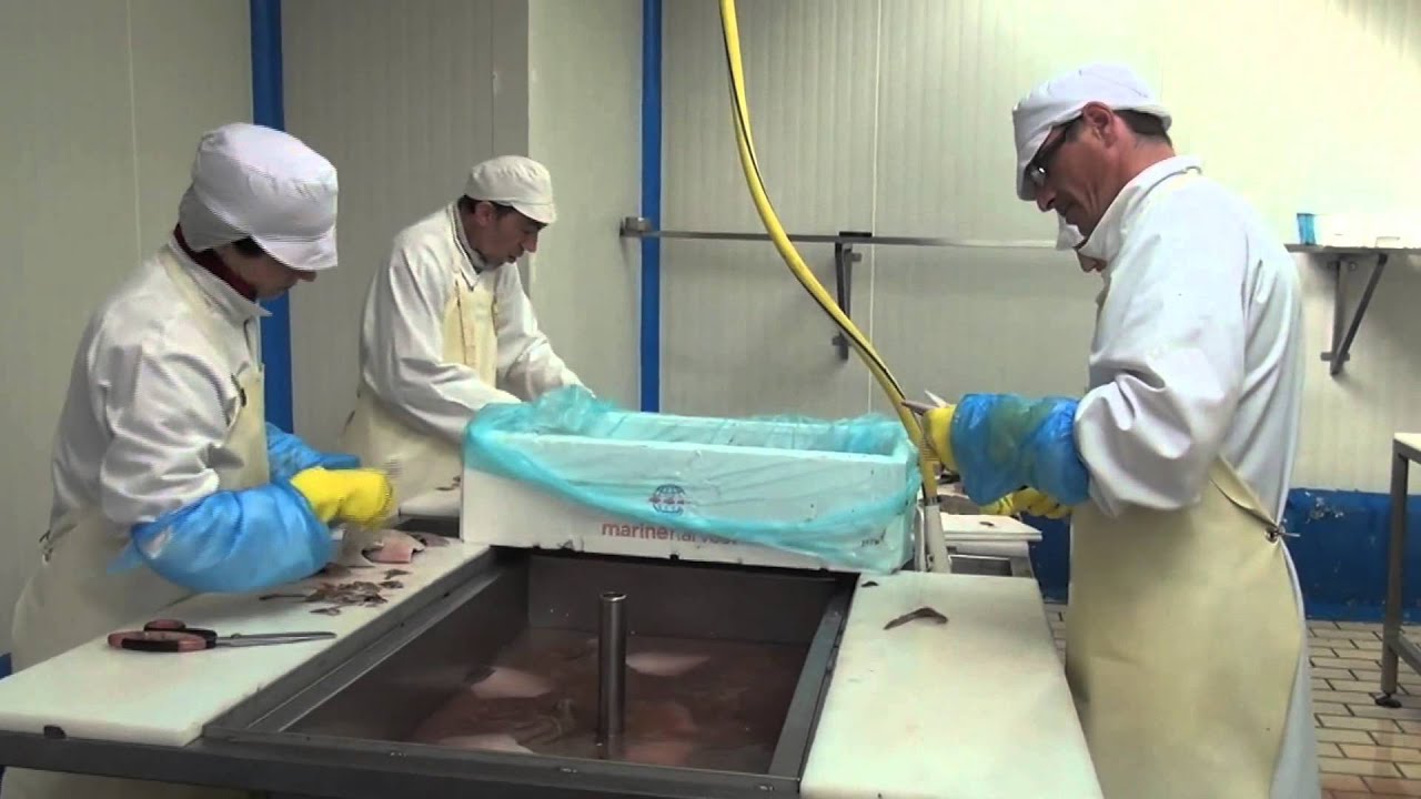 Le poisson de la deuxième chance (France)