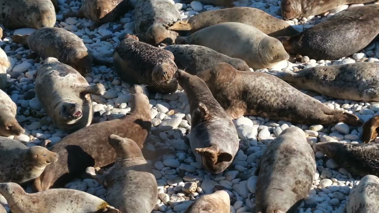 Flamborough Head Seals