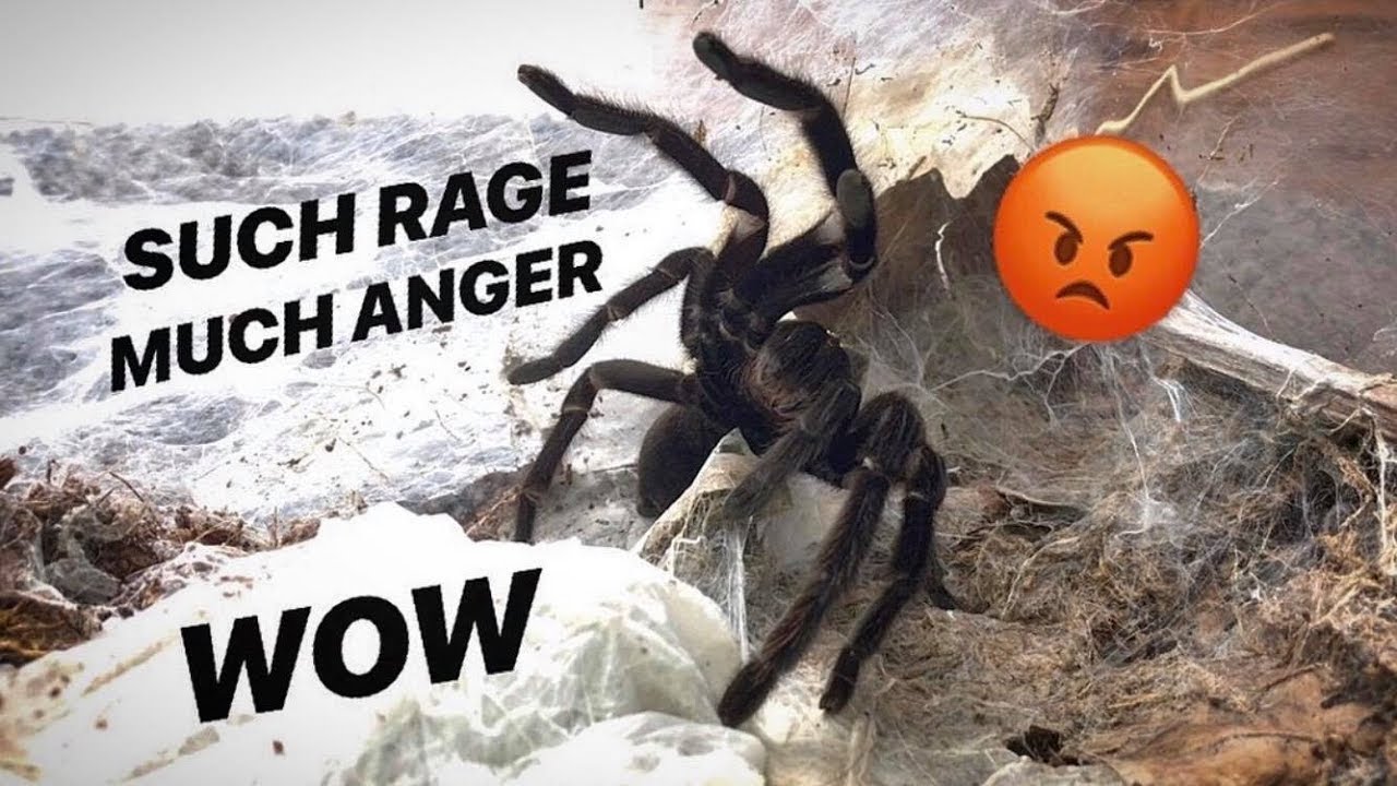 NEVER TRUST a “CALM” Old World TARANTULA ~ IT’S A TRICK !!!