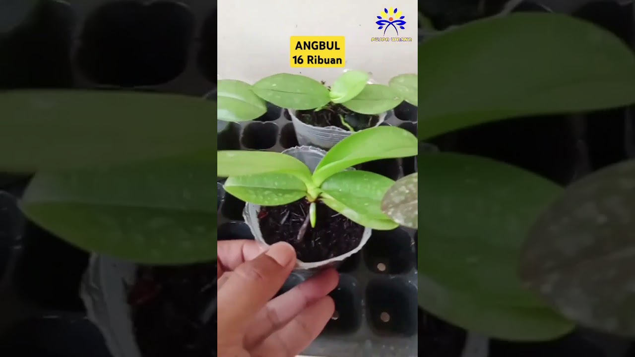 OBRAL ANGGREK BULAN 16 RIBUAN 