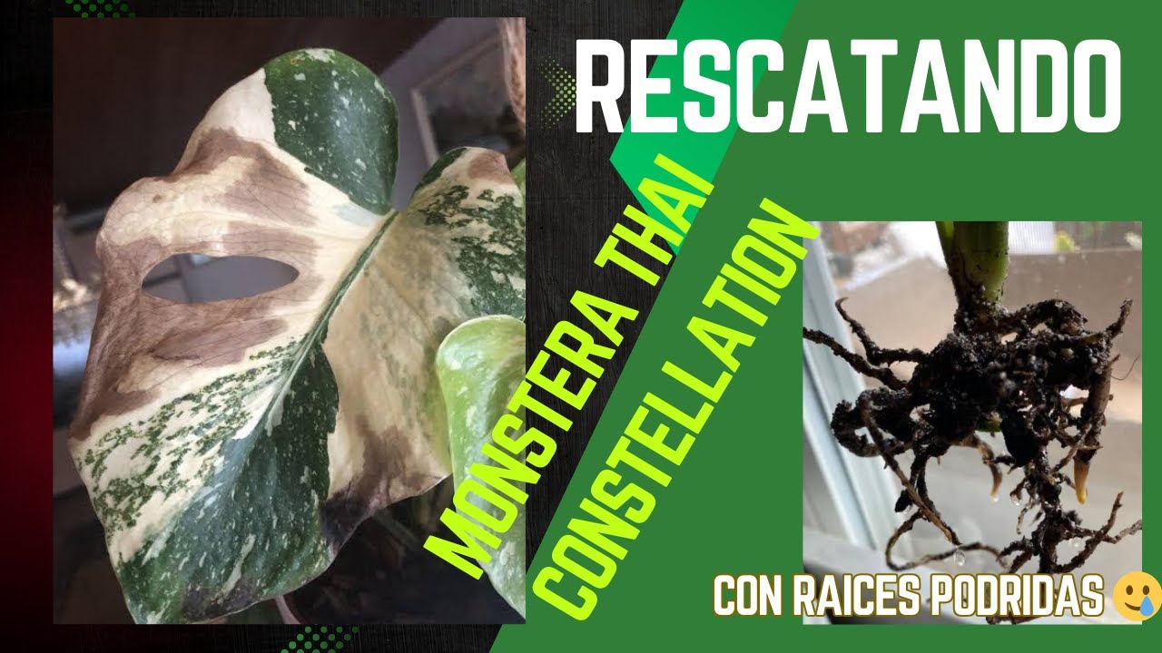 Cómo salvar a tu Monstera Thai Contellation con raíz podrida