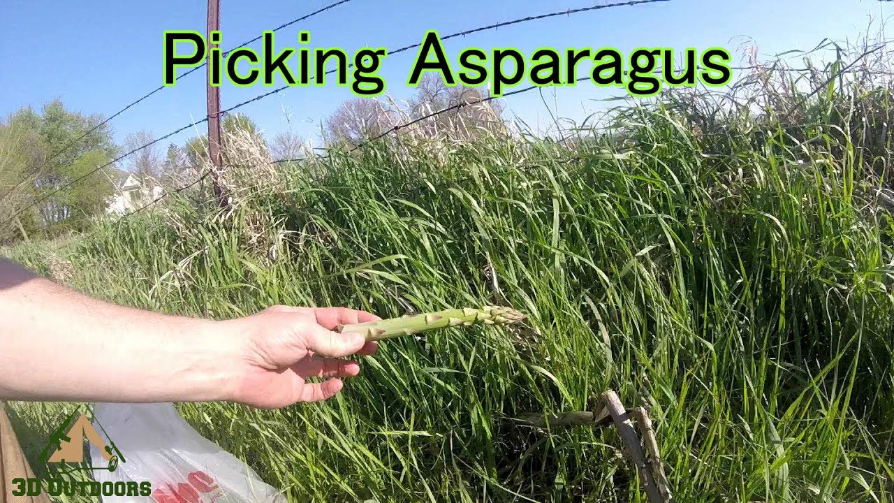 Picking Asparagus