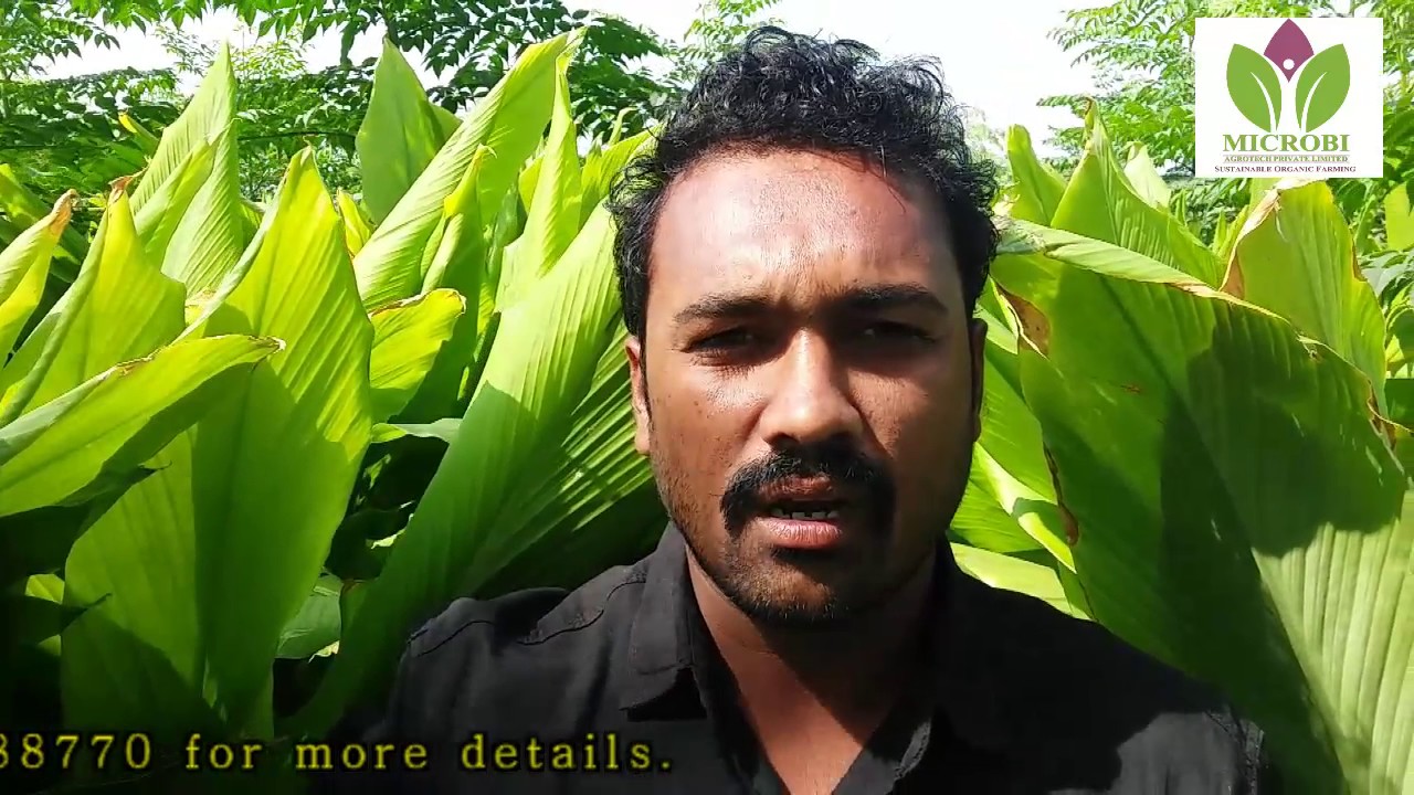 Best organic Turmeric crop ! Record crop. Dr.soil used.