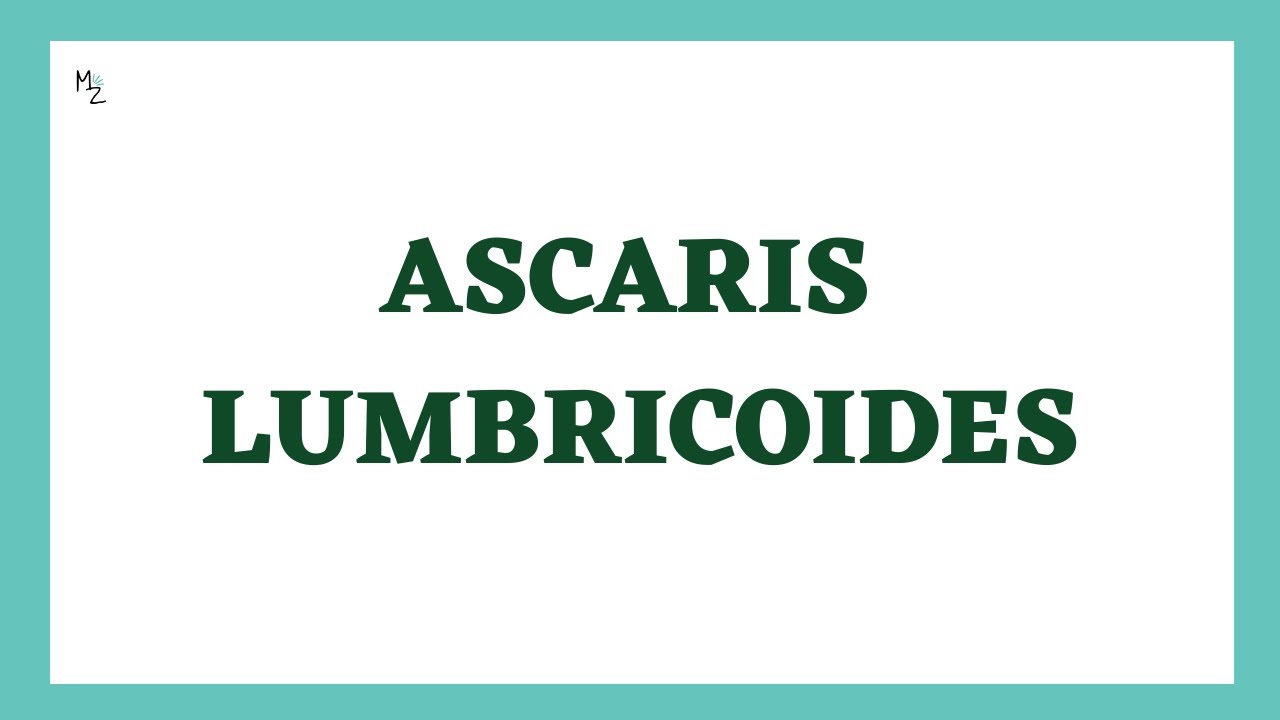 Микробиология Ascaris lumbricoides | Жизненный цикл Ascaris lumbricoides | Аскаридоз | Круглые черви