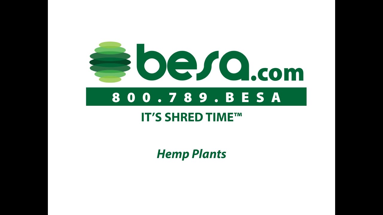 It's Shred Time! - Hemp Plant Shredding | BESA Equipment