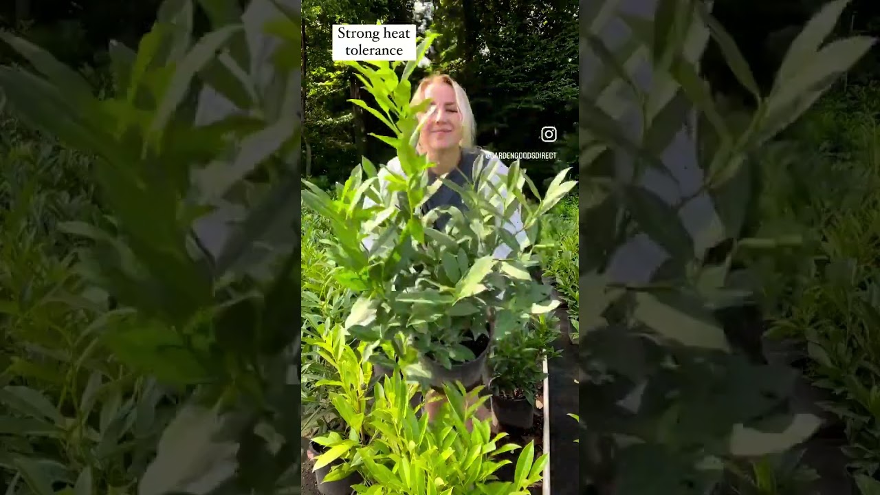 Skip Cherry Laurels Make The Perfect Hedge