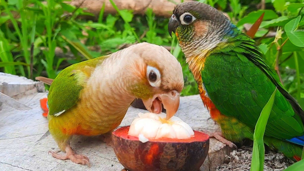 green conure sounds | mangosteen fruit can birds eat ? green cheek conure parrot bird in the forest.