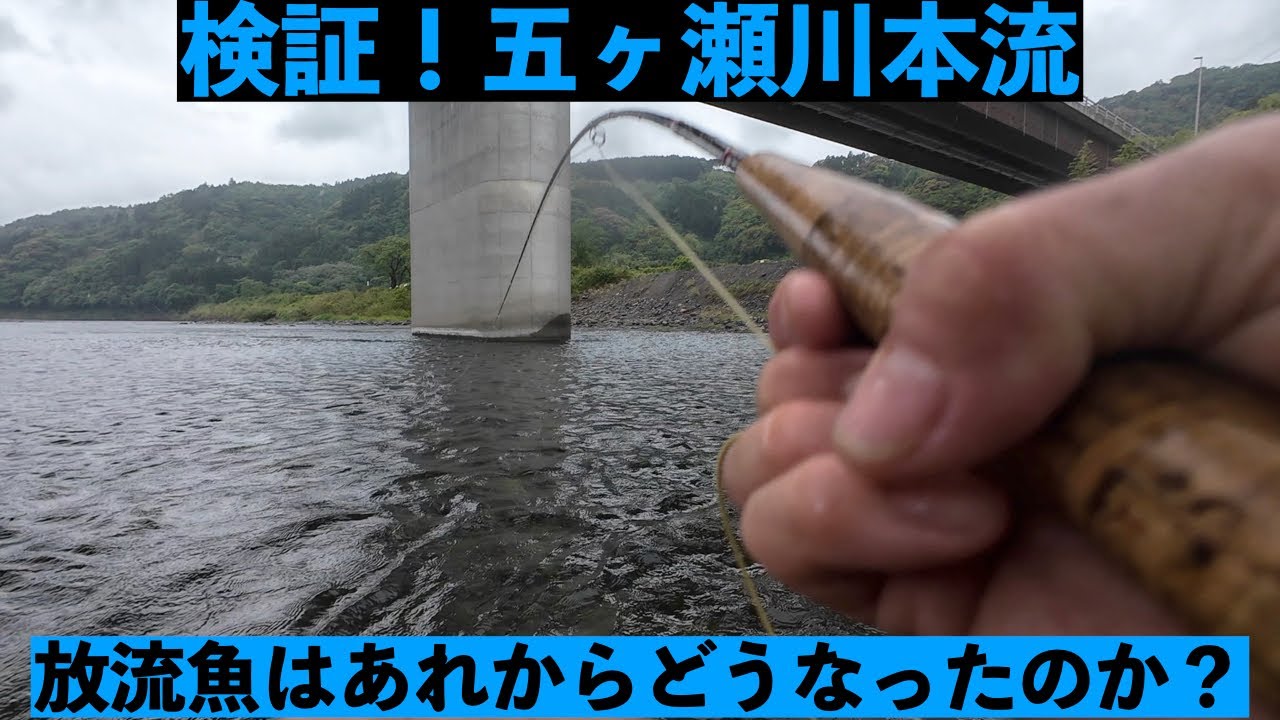 【Trout】放流事業は漁協の自己満足に過ぎないのか？　＃フライフィッシング　＃ヤマメ＃FLYFISHING  ＃ルアーフィシング　＃本流ヤマメ