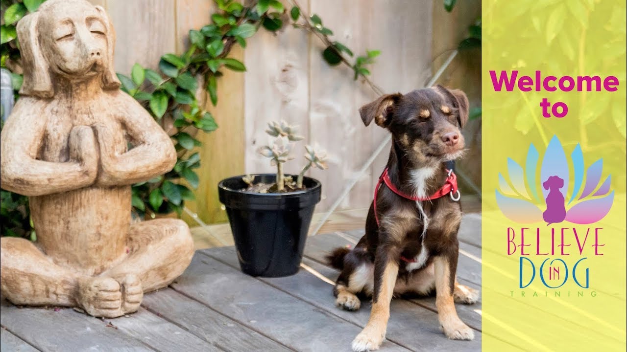 Welcome to Houston's Believe In Dog Training
