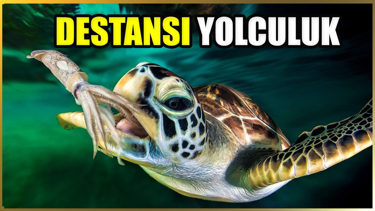 Опасна ли Caretta? Будет ли он атаковать? Почему морские черепахи находятся под угрозой исчезновения