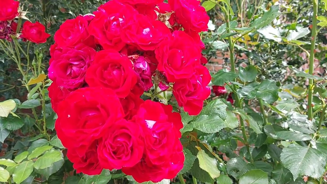 Wandeling langs de Schelde I Baasrode I Briel (Buggenhout)