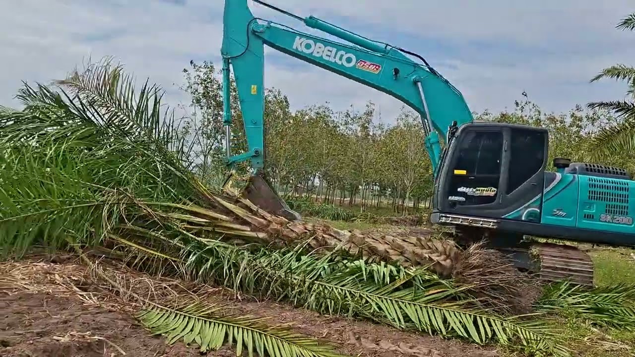 เปิดงานแรกเคลียริ่งตันปาล์มยี่สิบกว่าไร่ kobelco sk200-sm จัดเต็มงานเหมา excavator