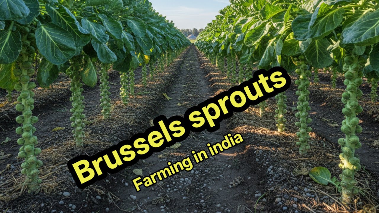 Brussels sprouts ! Brussels sprouts farming !  Brussels sprouts farming in india #Brussels sprouts