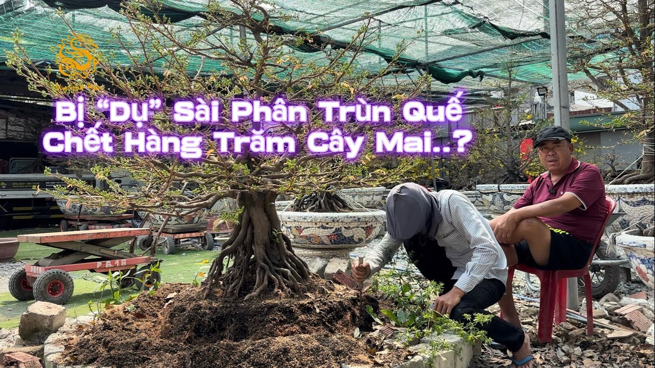 🐉Phương Bình kể chuyện từng “bị dụ” sài phân Trùn Quế dẫn đến việc chết hàng trăm cây Mai?