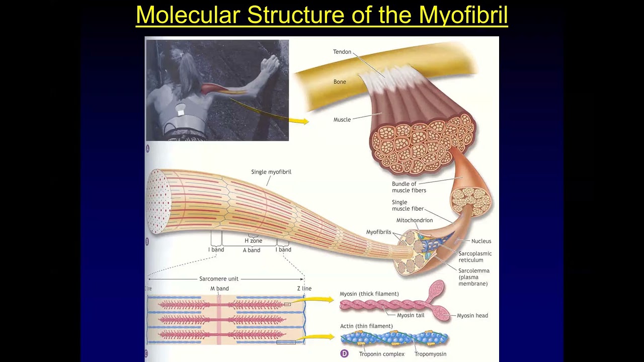 L4   Cognition to Contraction Part IV