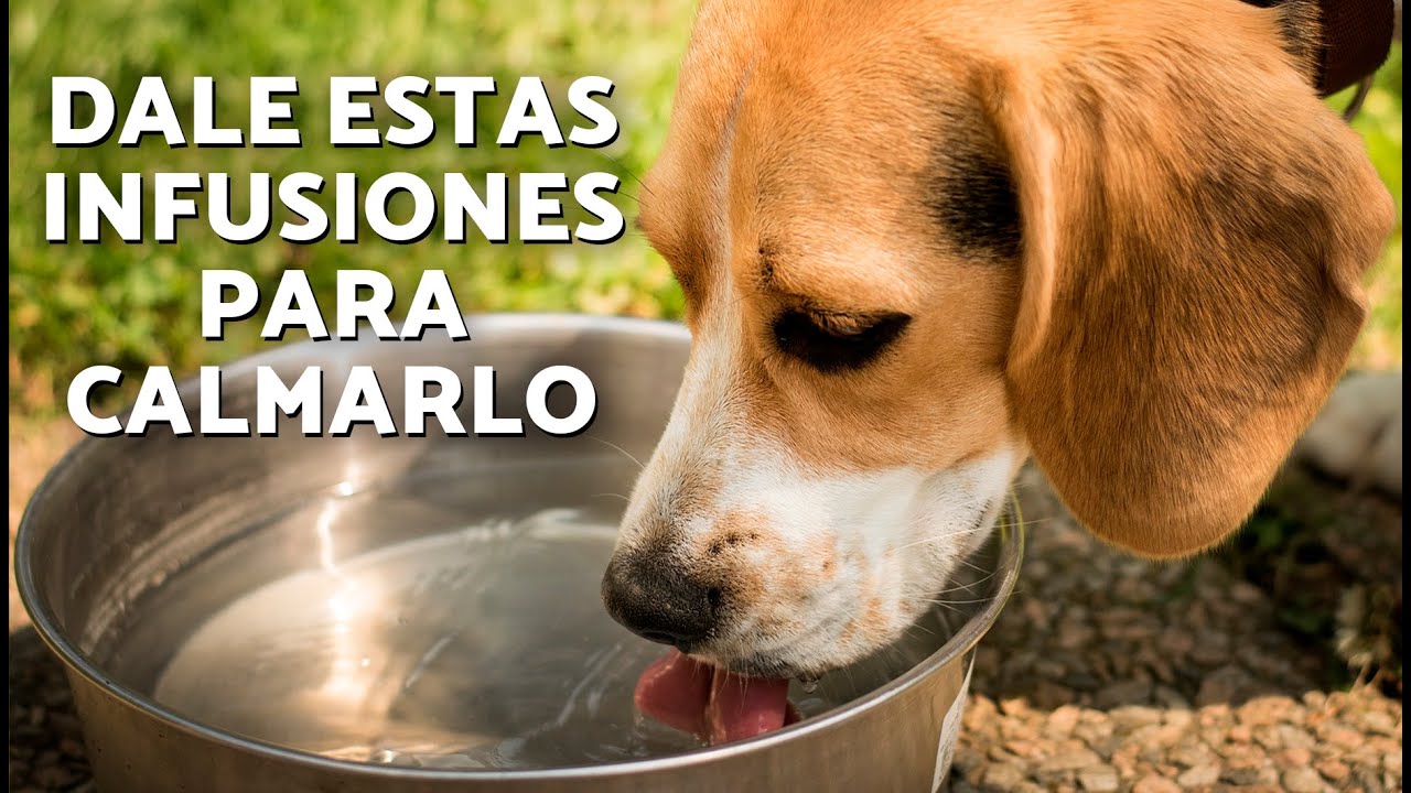 8 HIERBAS NATURALES para PERROS 🍵🐶🌱 &iquest;Son buenas las INFUSIONES para PERROS?
