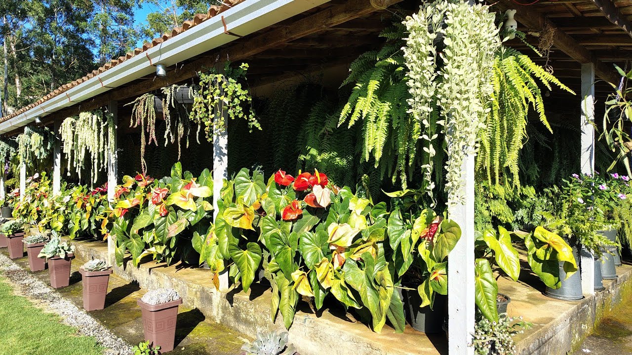 o sol pra mim no meu cultivo é ruim ou bom