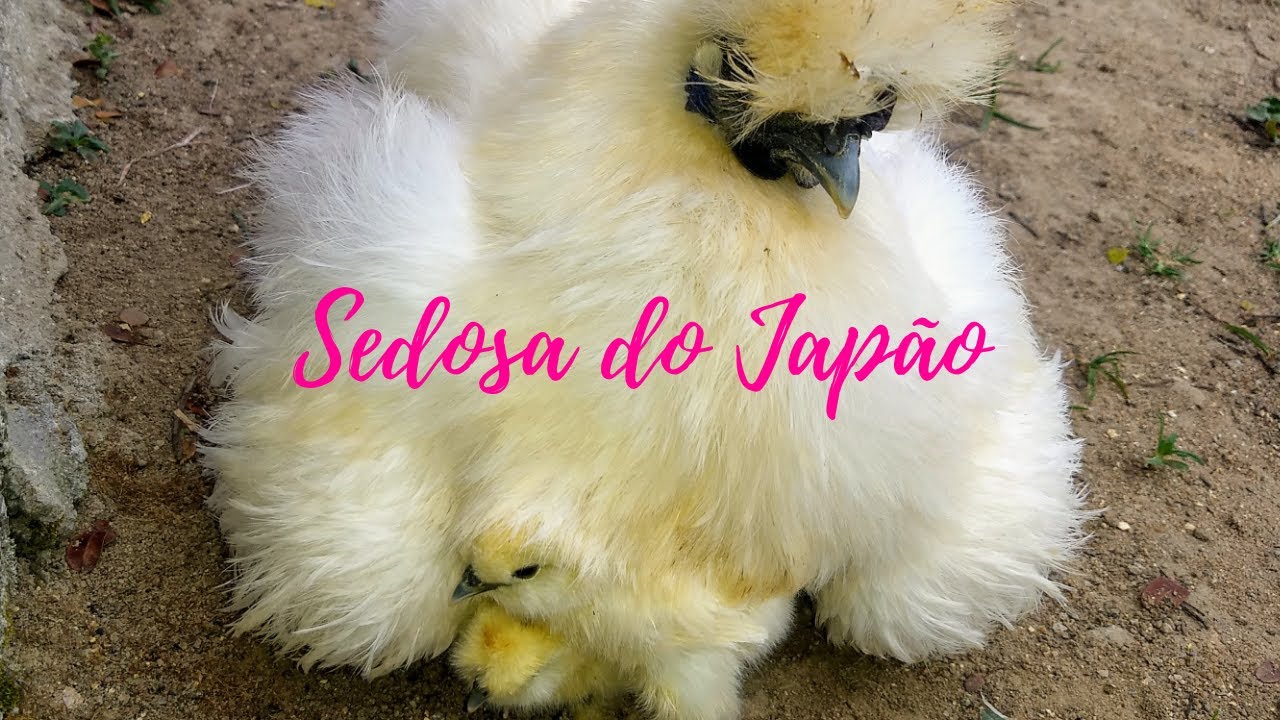 Sedosa do Japão e os pintinhos - silky from japan - sutra dari jepang - mượt từ Nhật Bản - 来自日本的柔滑