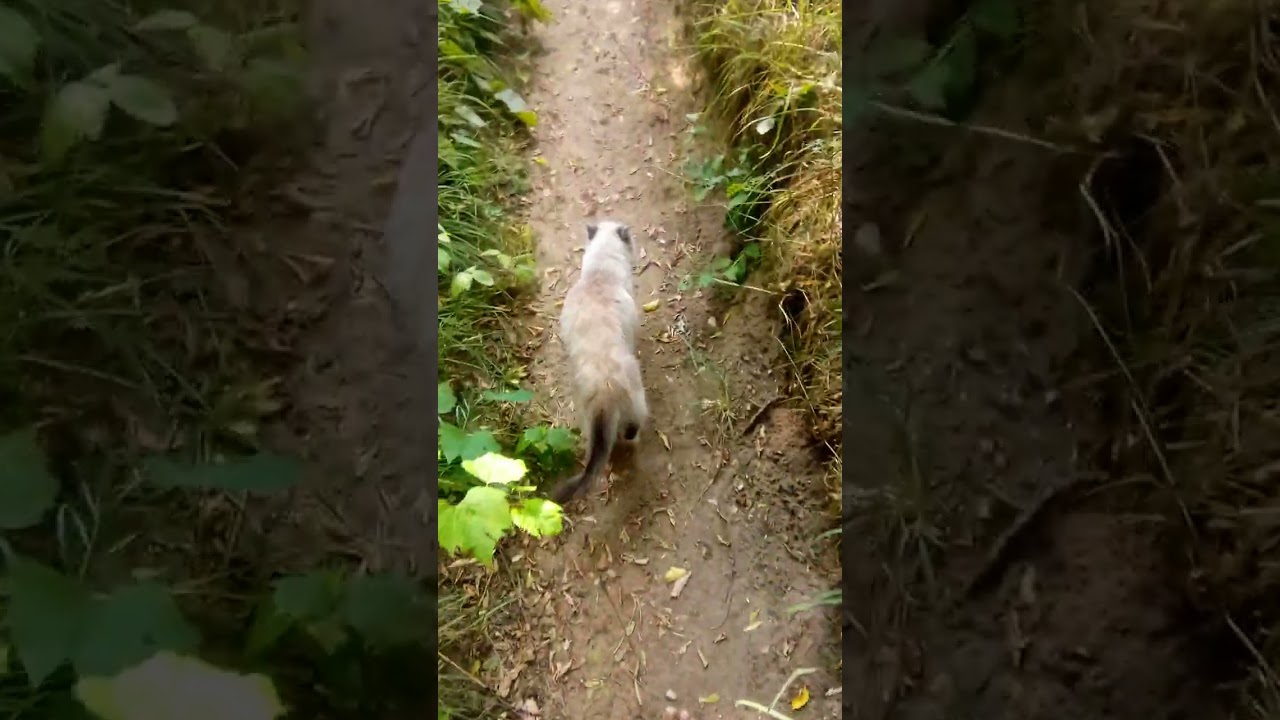 cat hike Hippie tree!