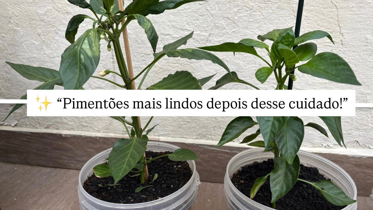 PIMENTÕES MAIS LINDOS DEPOIS DESSE CUIDADO #hortanoquintal #emcasa  #hortalicas #viral  #donadecasa 