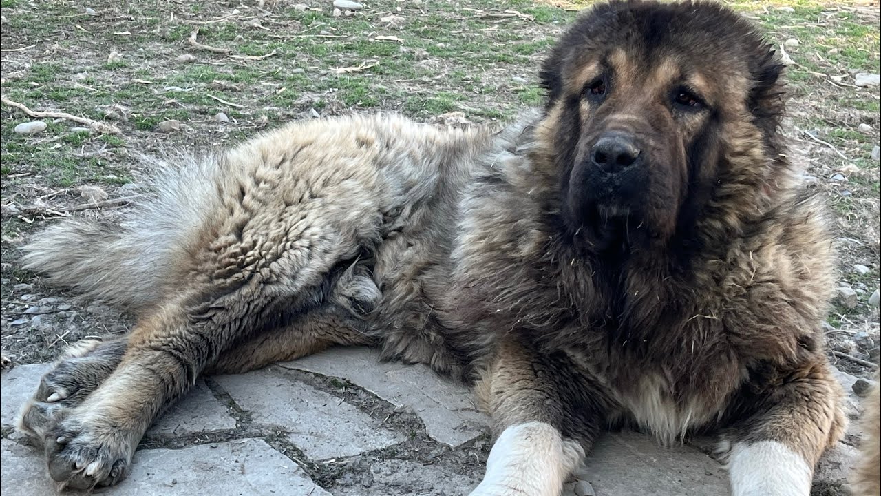 Caucasian shepherd #caucasianshepherd #shortvideo #caucasianovcharka #dog