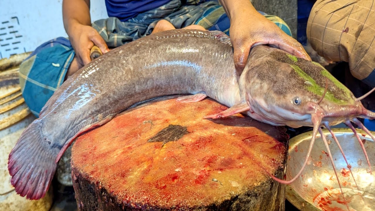 Amazing Magor fish Cutting Skills in bangladesh fish market by expert cutter 