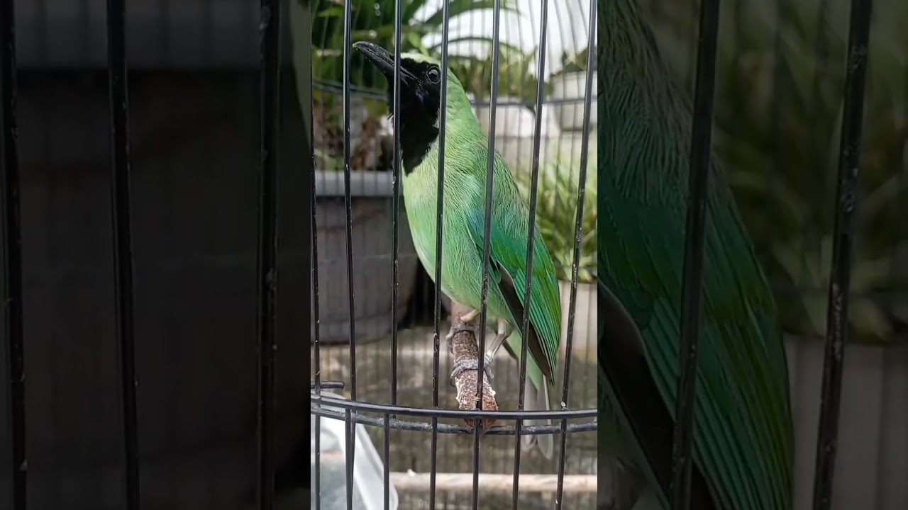 burung cucak ijo gacor #cucakijo #birds #kicaumania #burung