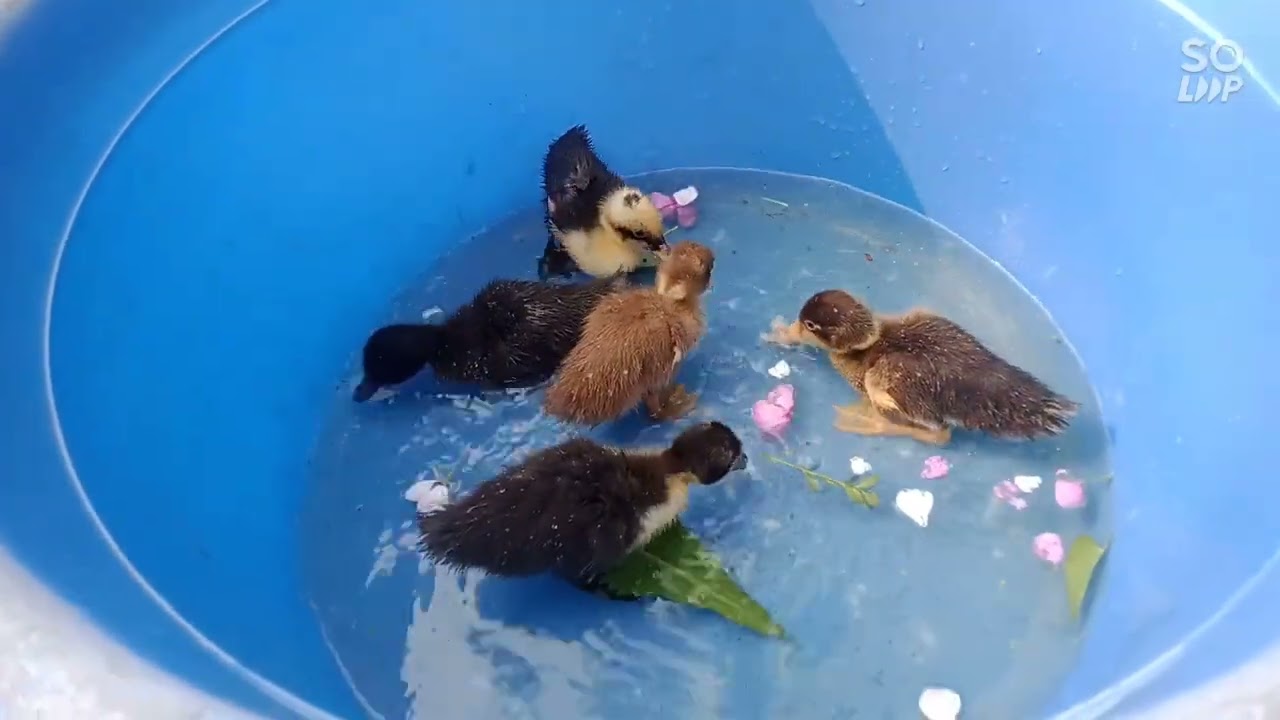 My duck Society 😲😊❤️। Priyanka with Volg