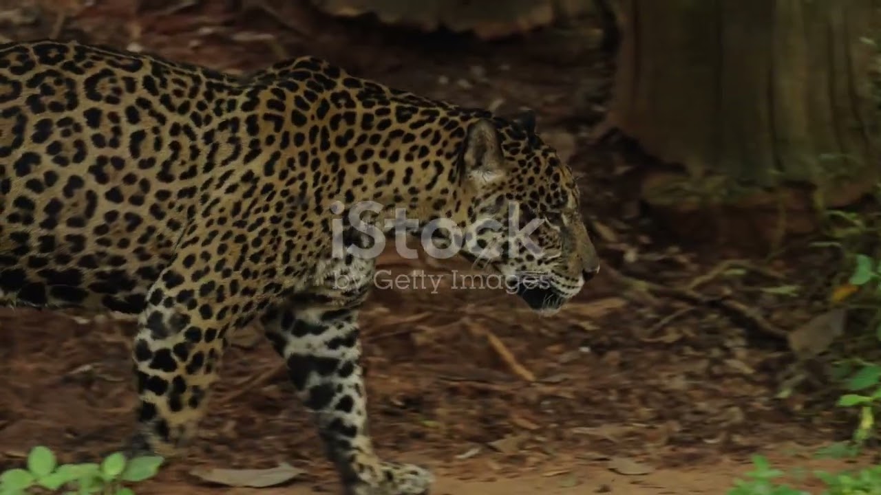 Exploring Paraguay&rsquo;s Vibrant Chaco: Land Animals of the Gran Chaco #animal2024 #wildlife