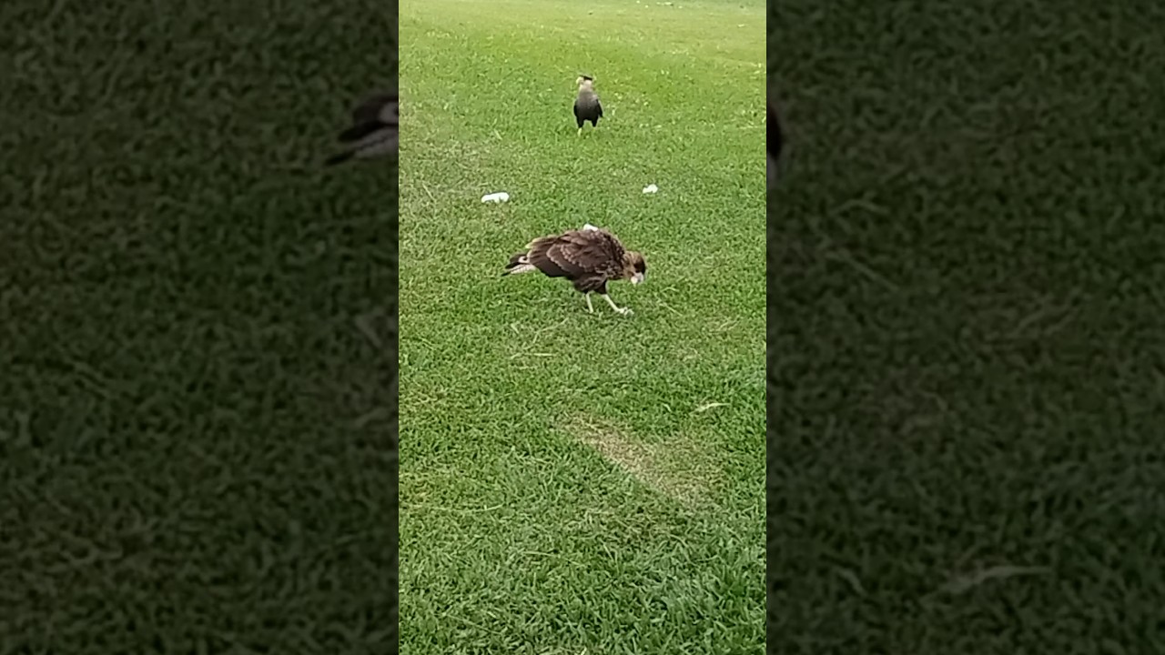 águia parque Barigui