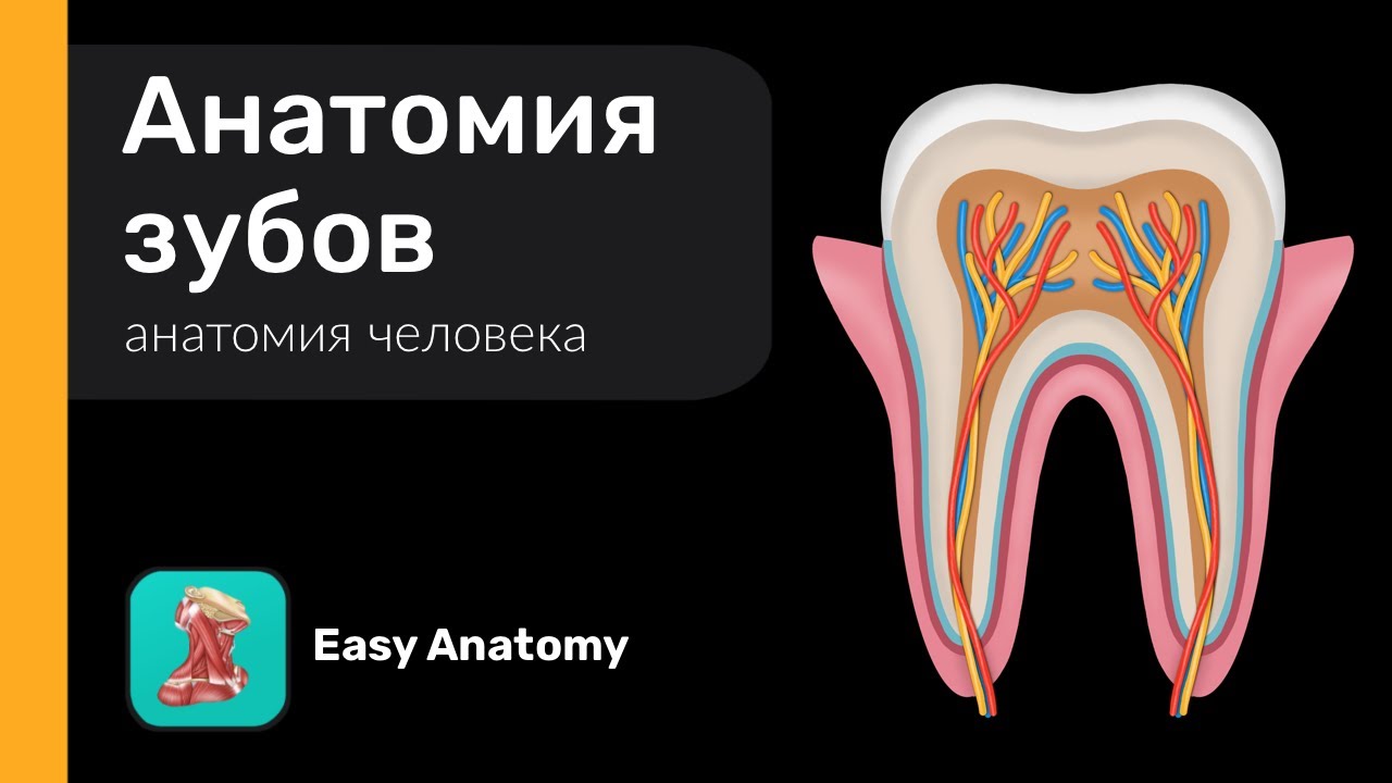 Анатомия зубов