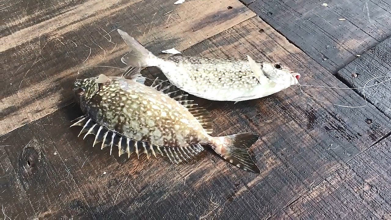 鱼排上的休闲生活，小海鱼钓上来就可以准备下锅！