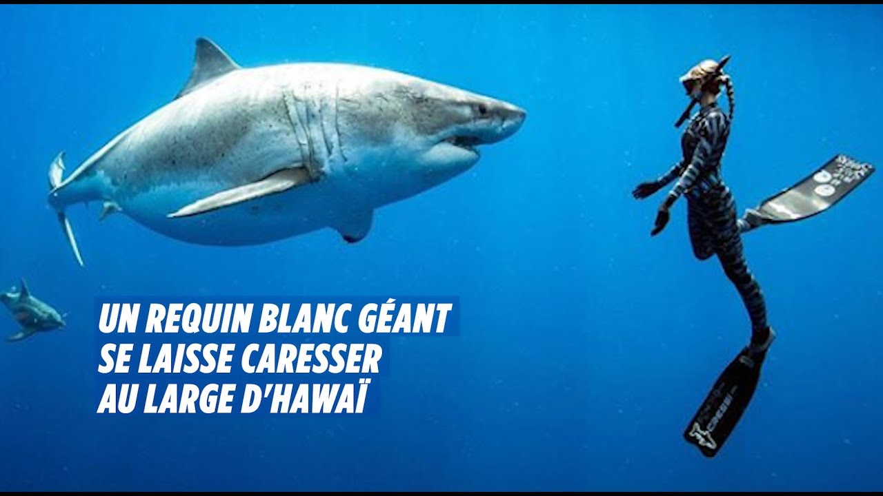 Des plongeurs nagent avec un requin blanc g&eacute;ant &agrave; Hawa&iuml;