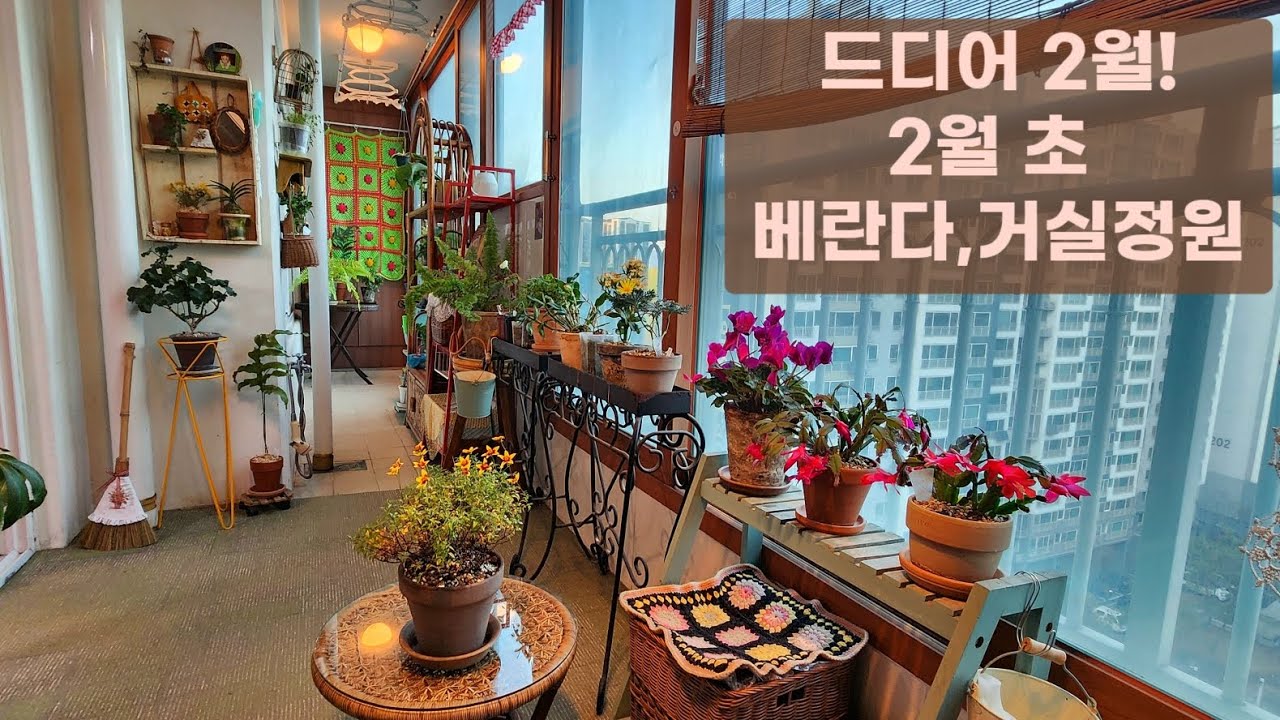 드디어 2월!2월초 베란다,거실정원☃️🌸🍃🪴✨️